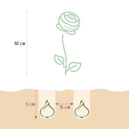 GreenboutiQ - Blumenzwiebeln - Ranunculus Mix - Verschiedene Farben - 40 Stück - Zwiebelgröße 5/6 - XXL Pack 