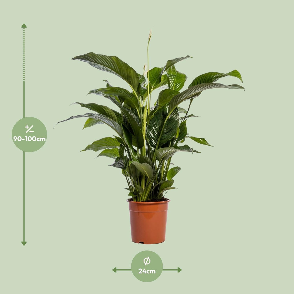 Einblatt – Spathiphyllum Bellini – Zimmerpflanze – Ø24 cm – ↕100 cm – Friedenslilie – Luftreinigend – Halbschatten – Pflegeleicht 
