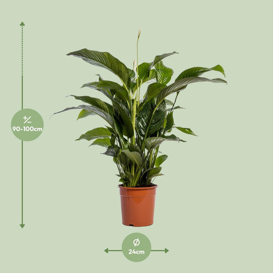 Einblatt – Spathiphyllum Bellini – Zimmerpflanze – Ø24 cm – ↕100 cm – Friedenslilie – Luftreinigend – Halbschatten – Pflegeleicht 