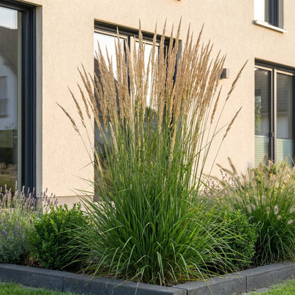 Reitgras 'Karl Foerster' – Calamagrostis 'Karl Foerster' – 6 Pflanzen – Topf Ø11cm – Ansicht 6