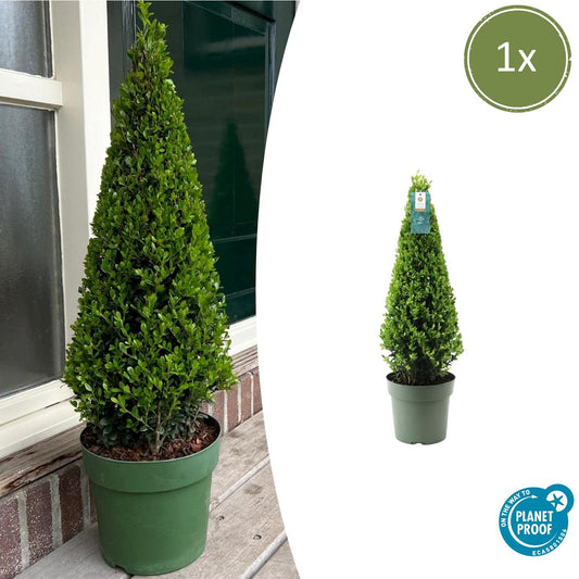 Stechpalme Ilex crenata Pyramide – ↨55 cm – Ø21 cm – Immergrüner, winterharter Buchsbaum-Ersatz für Garten, Terrasse & Topf 