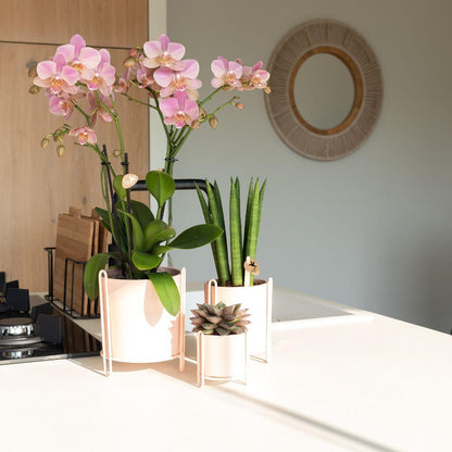 Kolibri Orchids | altrosa Phalaenopsis-Orchidee - Jewel Treviso - Topfgröße Ø9cm | blühende Zimmerpflanze - frisch vom Züchter 