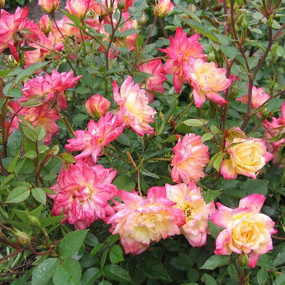 Green boutiQ - Gartenrose - Rosa Tricolor Fairy - Rose - Winterhart - Gelb-Rosa - 1 Pflanze - Topf 12cm - Höhe 20-25cm 