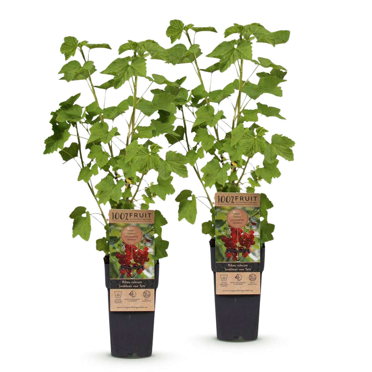 Green boutiQ - Fruit plant - Ribes rubrum Jonkheer van Tets - Berry Plant - Hardy - Red Currant - 2 Plants - Pot 15cm - Height 50cm 