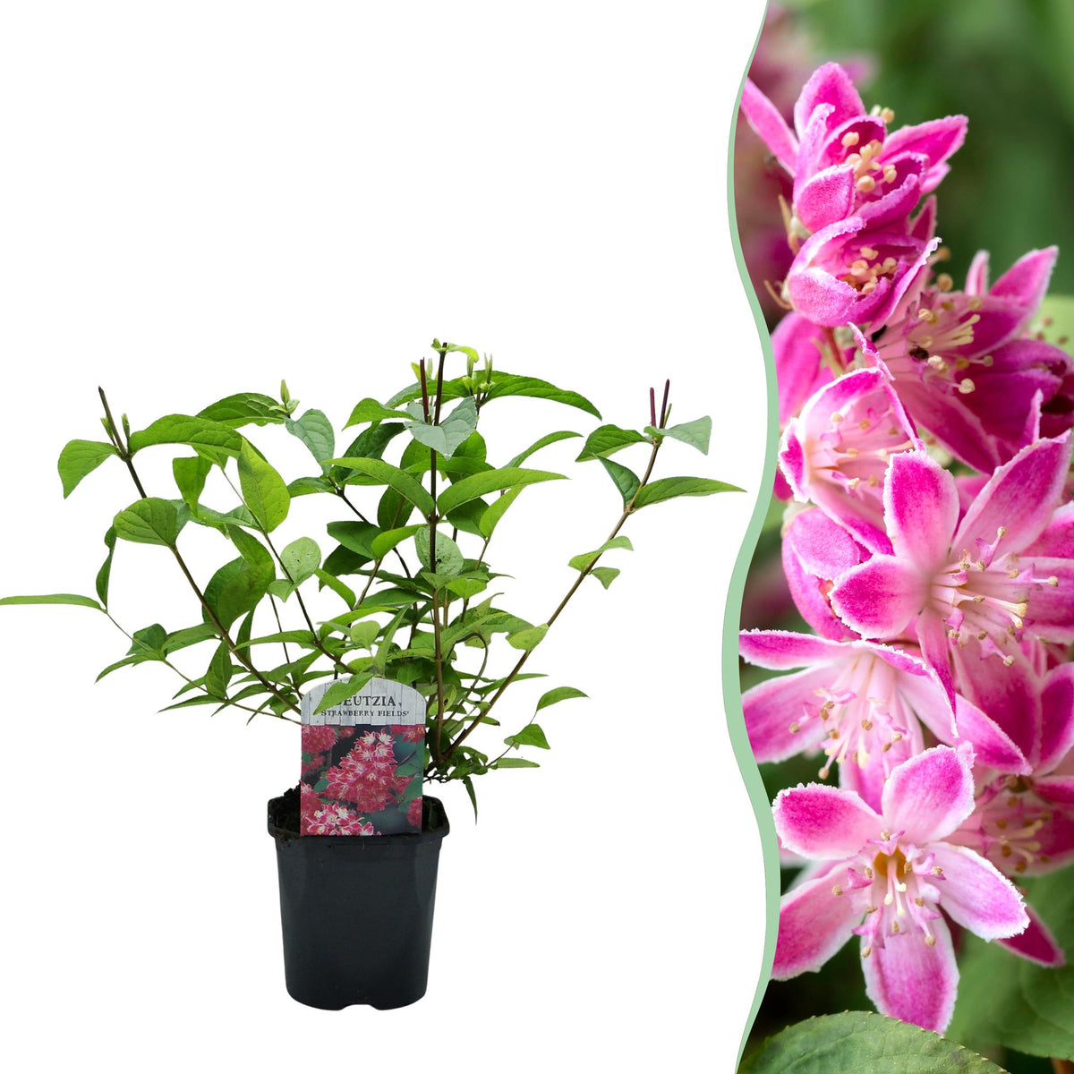 Sternchenstrauch – Deutzia hybrida Strawberry Fields – Rosa Blüten – Strauch – 17cm – Höhe 45cm – Wenig Pflege 