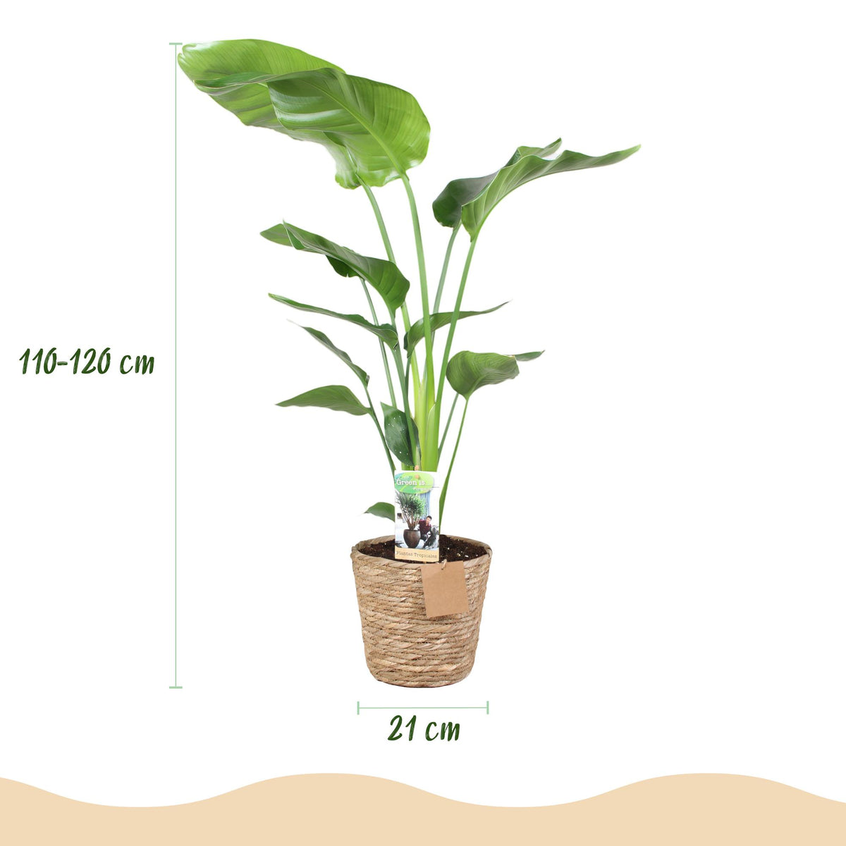 Green boutiQ - Zimmerpflanzen - Stelitzia Nicolai - Paradiesvogelblume - Geringer Pflegeaufwand - mit Korb - Grün - 1 Pflanze - Topf 21cm - Höhe 110-120cm 
