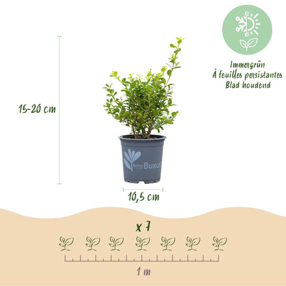 BetterBuxus Babylon Beauty Hecke 7 Pflanzen für 1 Meter 25-30cm 10,5cm widerstandsfähig pflegeleicht für – Ansicht 13