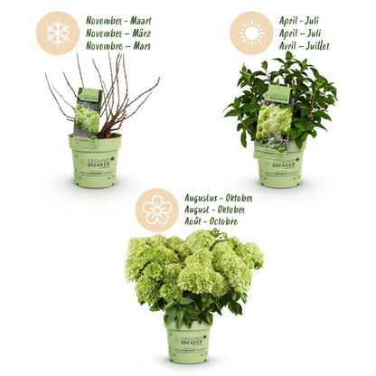 Green boutiQ - Gartenpflanze - Hydrangea panniculata Groundbreaker Greeny - Rispenhortensie - Winterhart - Creme - 1 Pflanze - Topf 14cm - Höhe 20-25cm 