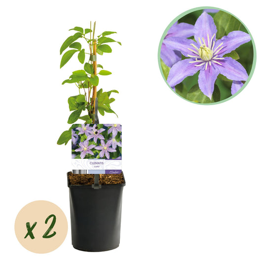 Kletterpflanze - Clematis Justa - Blüte Hellblau - Wenig Pflege - 2 Pflanzen - Topf 11cm Höhe 40cm 