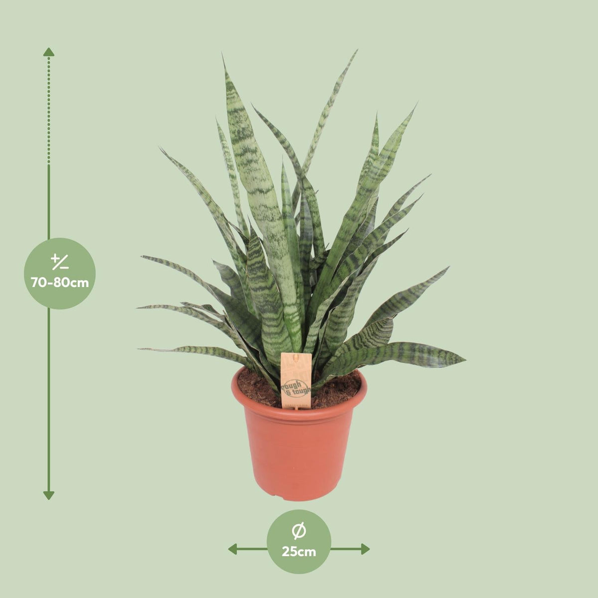 Sansevieria Diamond Green - Ø25cm - ↕80cm 