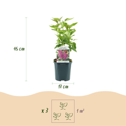 Green boutiQ - Garden Plant - Syringa vulgaris Ludwig Spath - Common Lilac - Hardy - Purple - 1 Plant - Pot 17cm - Height 45cm 