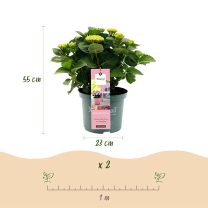 Hortensie Magical Revolution Pink – Rosa – Hydrangea macrophylla – 23 cm – Ca. 55 cm hoch – 6–10 Blüten – Für Balkon, Terrasse & Beet – Pflegeleicht & Blühfreudig 