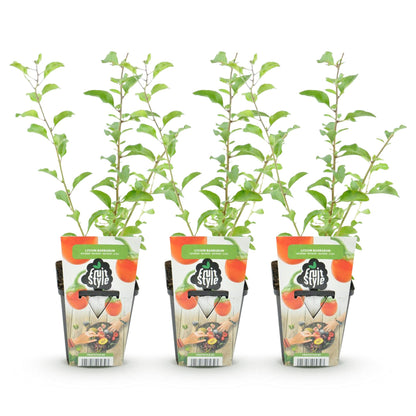 Goji-Beere Lycium barbarum winterhart 3 Pflanzen Ø9cm Höhe 30cm – Rote orange Beerenpflanze für Garten Beet Balkon & Terrasse 