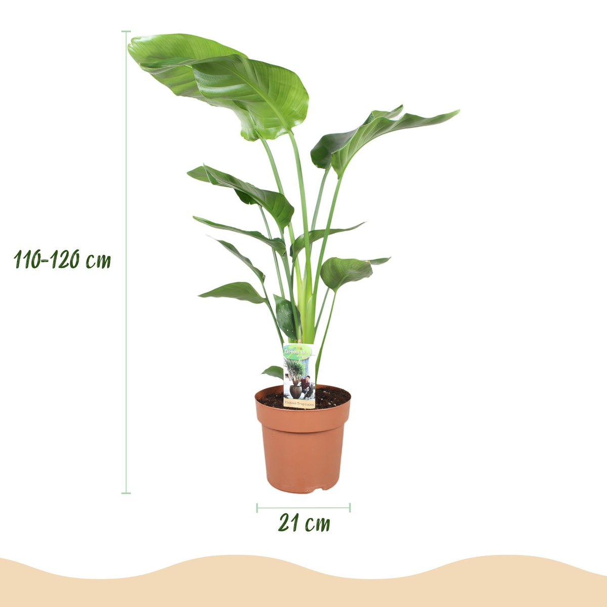 Green boutiQ - Zimmerpflanzen - Stelitzia Nicolai - Paradiesvogelblume - Wenig Pflege - Grün - 1 Pflanze - Topf 21cm - Höhe 110-120cm 