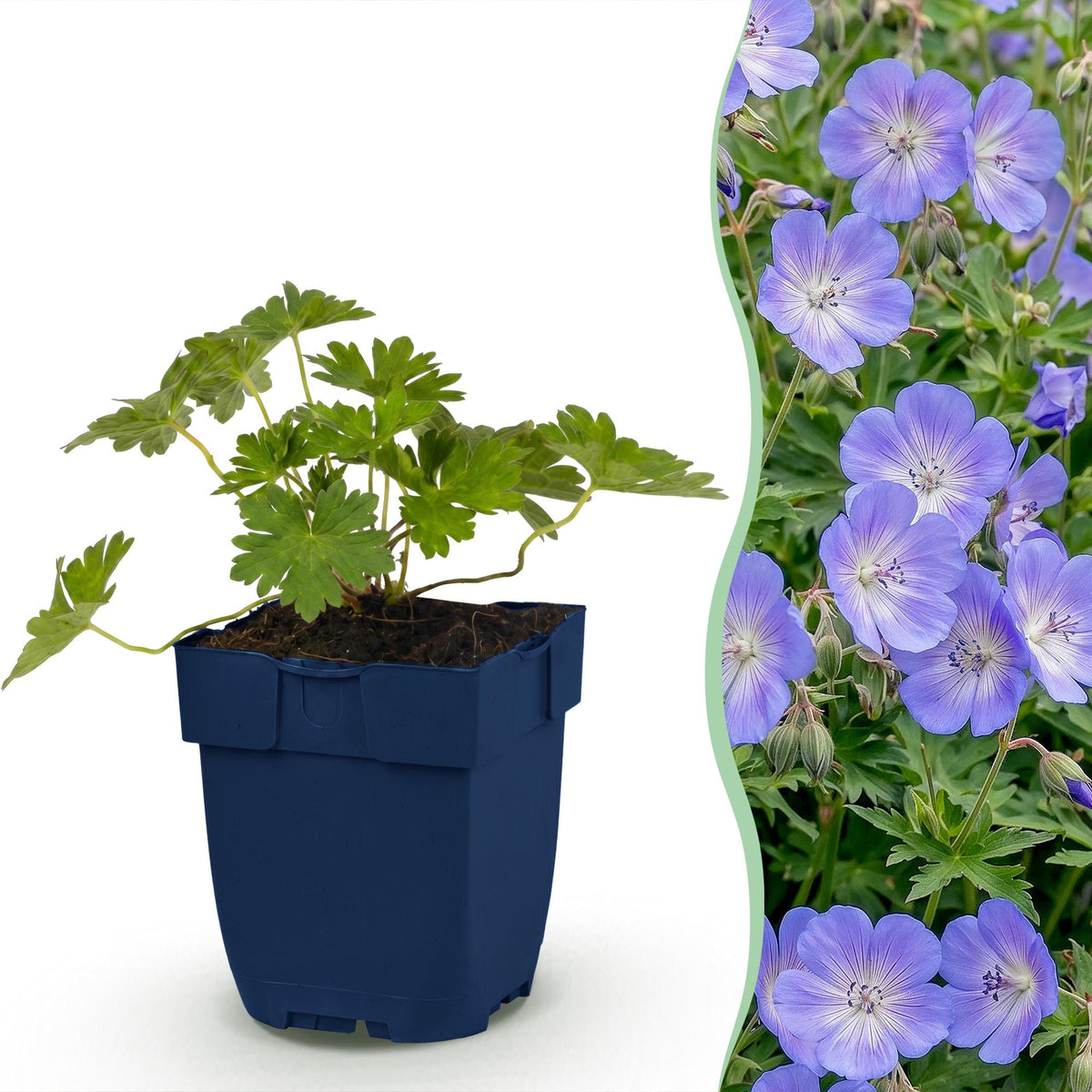 Storchschnabel 'Rozanne' – Geranium 'Rozanne' – Topf Ø11cm – Bienenfreundliche Staude für Garten & Balkon – Ansicht 2