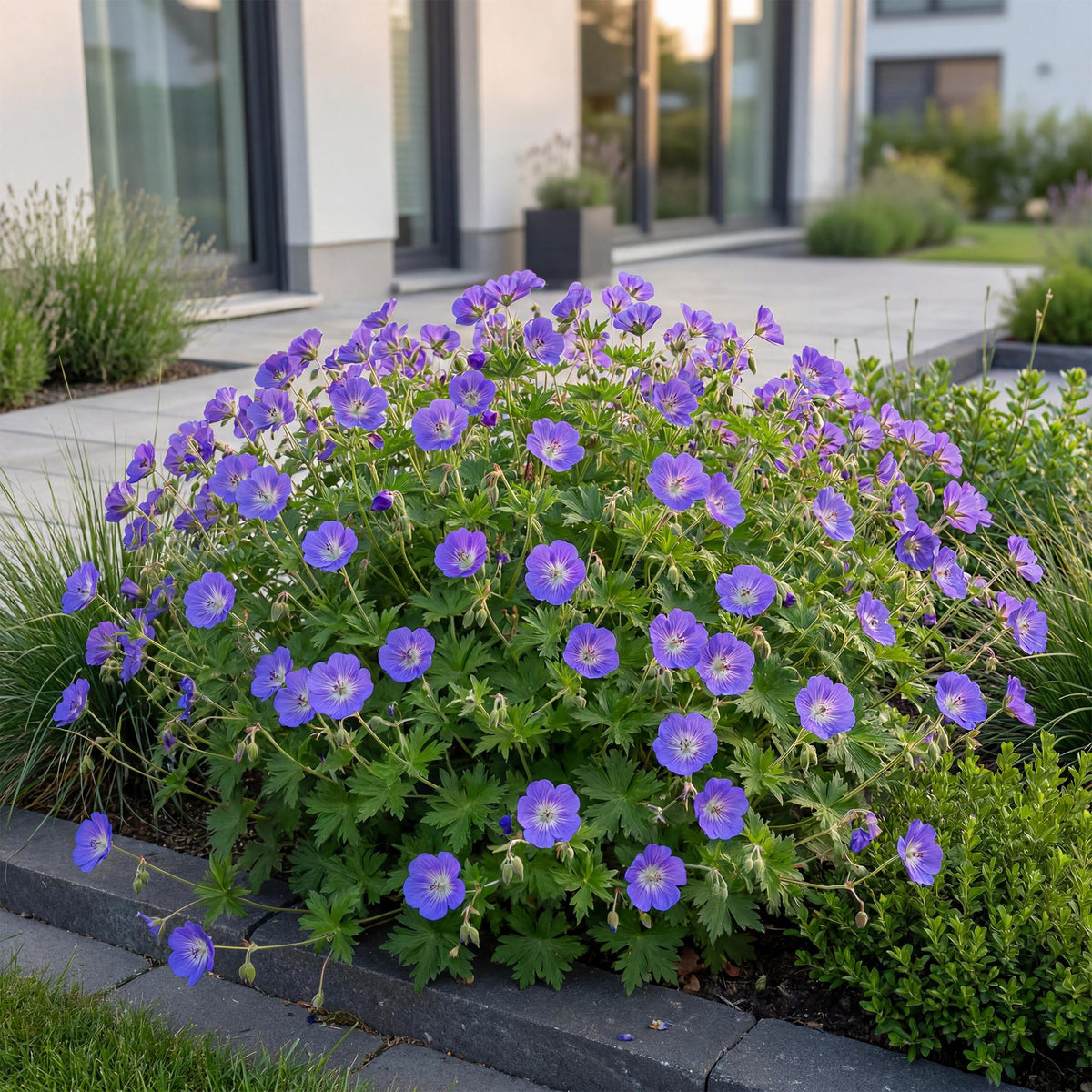 Storchschnabel 'Rozanne' – Geranium 'Rozanne' – Topf Ø11cm – Bienenfreundliche Staude für Garten & Balkon – Ansicht 5