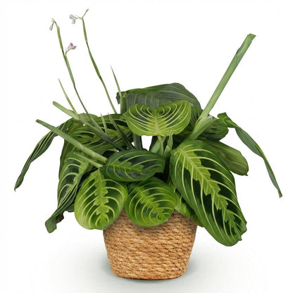 Green boutiQ - Zimmerpflanze - Maranta Fascinator Lemon Lime - Gebetspflanze - Haustierfreundliche Pflanze - Grün - 1 Pflanze - mit Korb - Topf 12cm - Höhe 25cm 