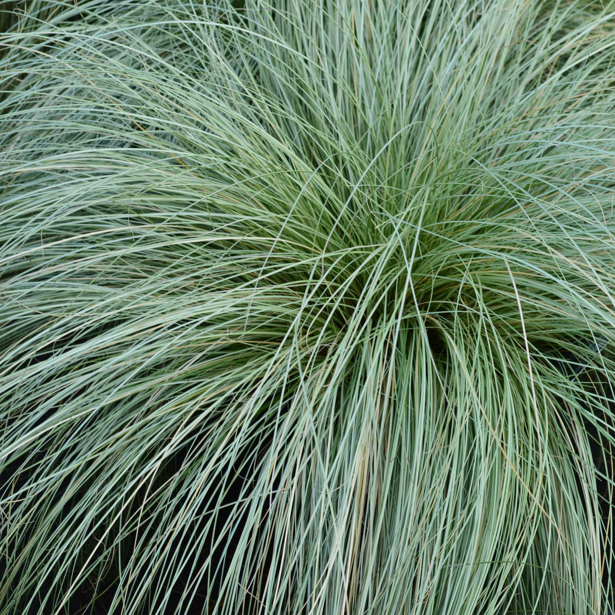 GreenboutiQ - Ziergräser - Carex comans Frosted Curls - Grün - 1 Pflanze - Immergrün - Winterhart - Topf 17cm Höhe 50cm 