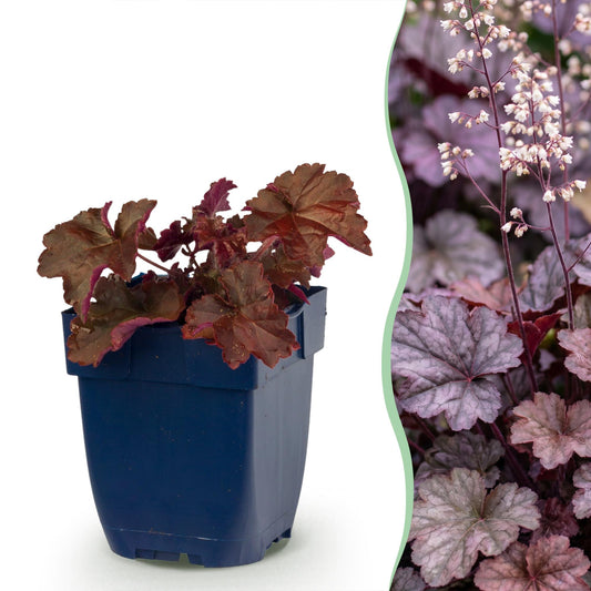 Purpurglöckchen 'Palace Purple' – Heuchera micrantha 'Palace Purple' – 6 Pflanzen – Topf Ø11cm