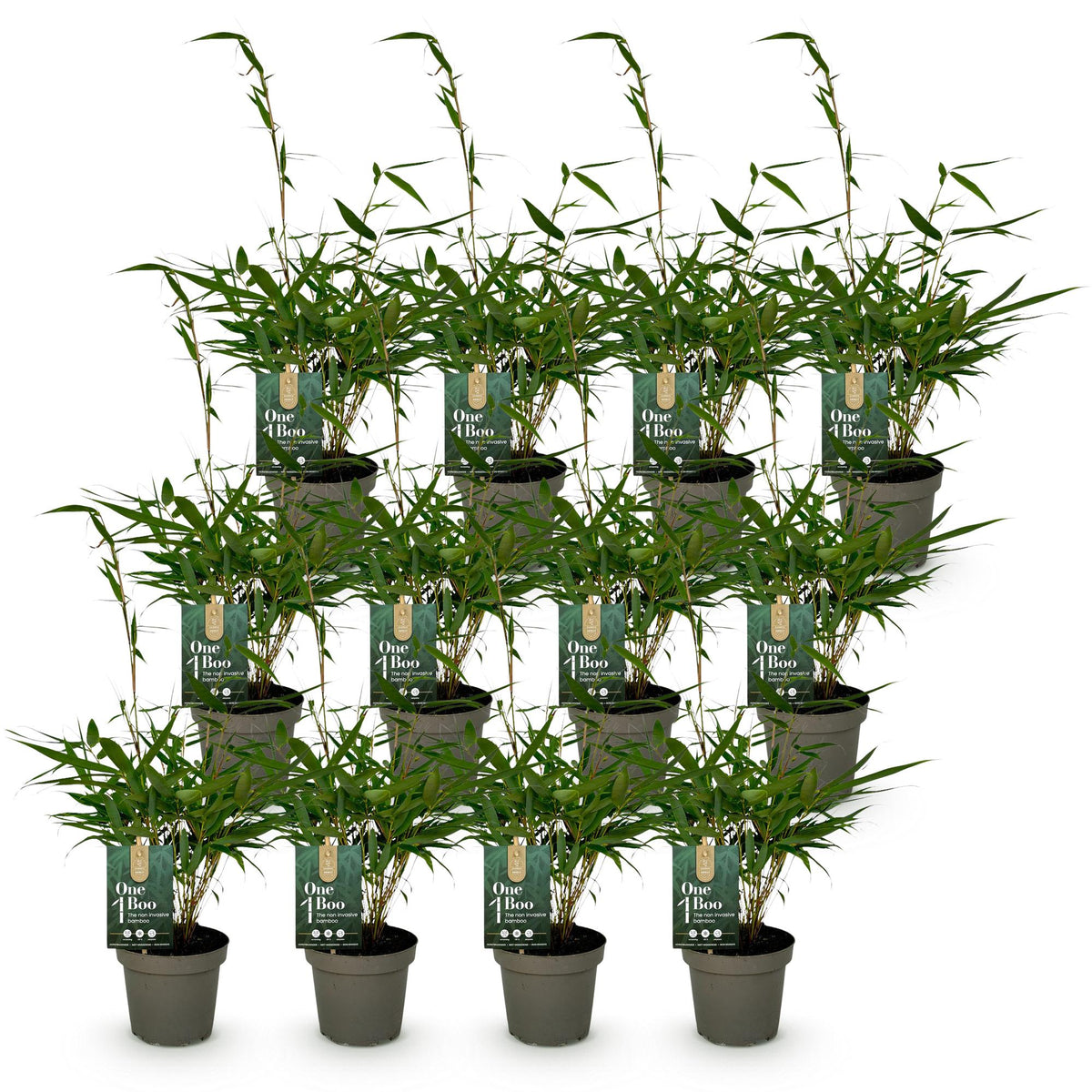Bambus Fargesia robusta Pingwu immergrüner nicht invasiver Gartenbambus, grüne Sichtschutz Pflanzen, 14cm 35cm hoch 