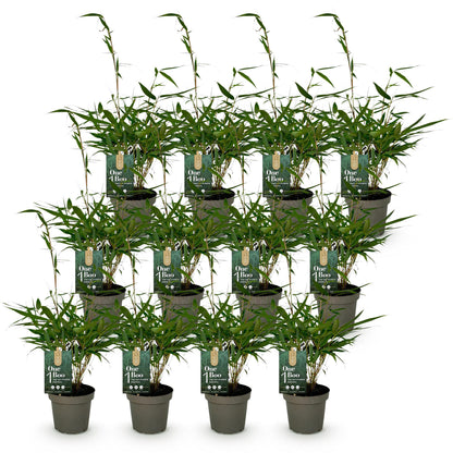Bambus Fargesia robusta Pingwu immergrüner nicht invasiver Gartenbambus, grüne Sichtschutz Pflanzen, 14cm 35cm hoch 