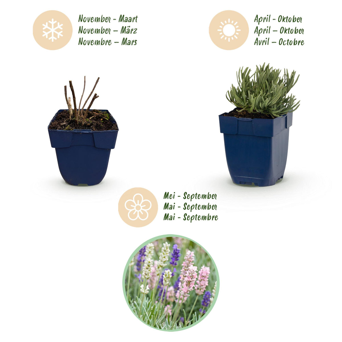 Lavendel 'Tricolour' – Lavandula 'Tricolour' – 6 Pflanzen – Topf Ø11cm – Ansicht 4