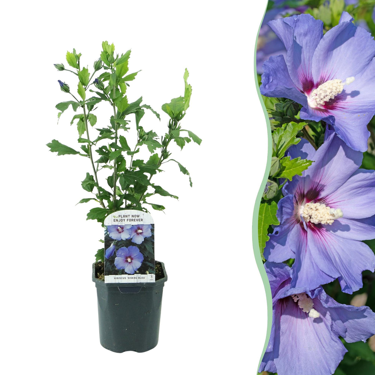 Garteneibisch Hibiscus syriacus Oiseau Blue – Strauch – Blüte Blau – Wenig Pflege – 17cm Höhe 45cm – Für Garten & Terrasse 
