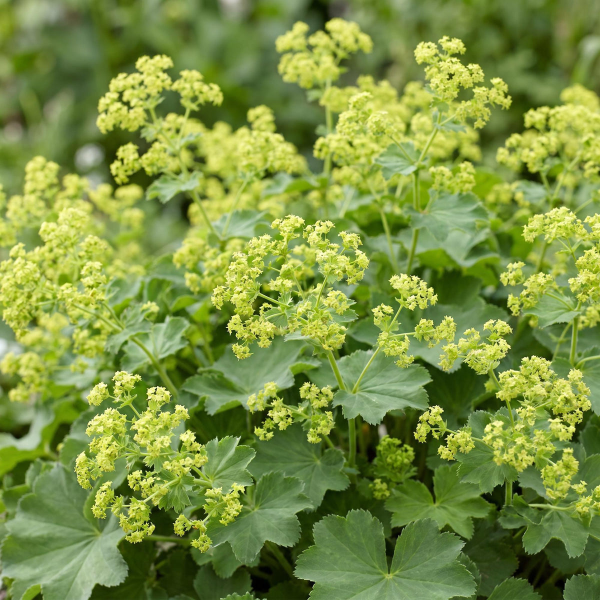 Frauenmantel – Alchemilla mollis – 6 Pflanzen – Topf Ø11cm – Bienenfreundliche Staude für Garten & Balkon – Ansicht 5