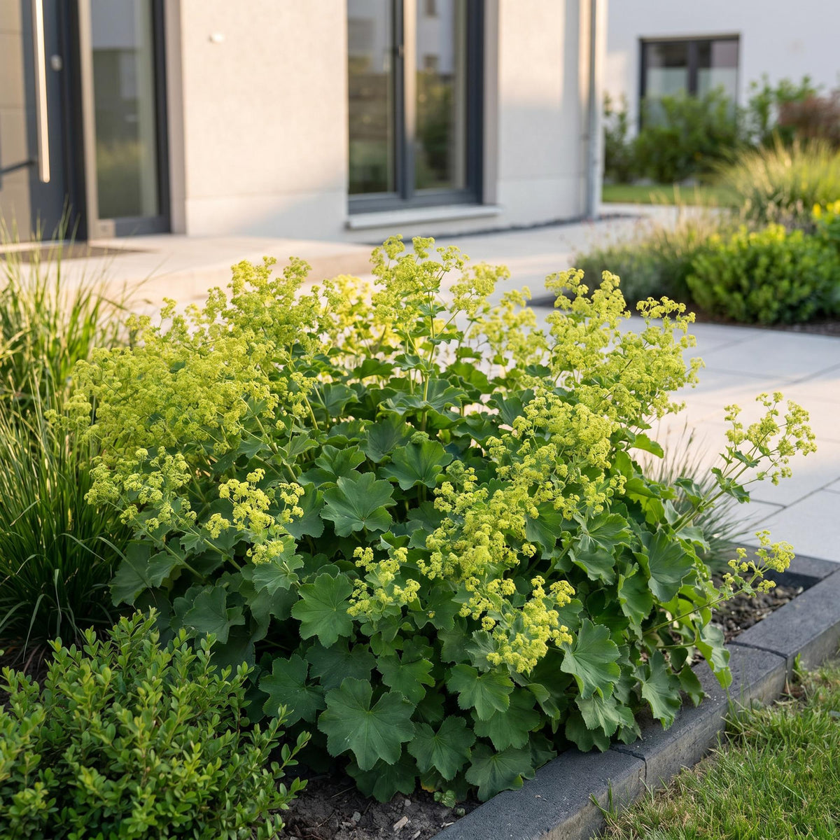 Frauenmantel – Alchemilla mollis – 6 Pflanzen – Topf Ø11cm – Bienenfreundliche Staude für Garten & Balkon – Ansicht 6