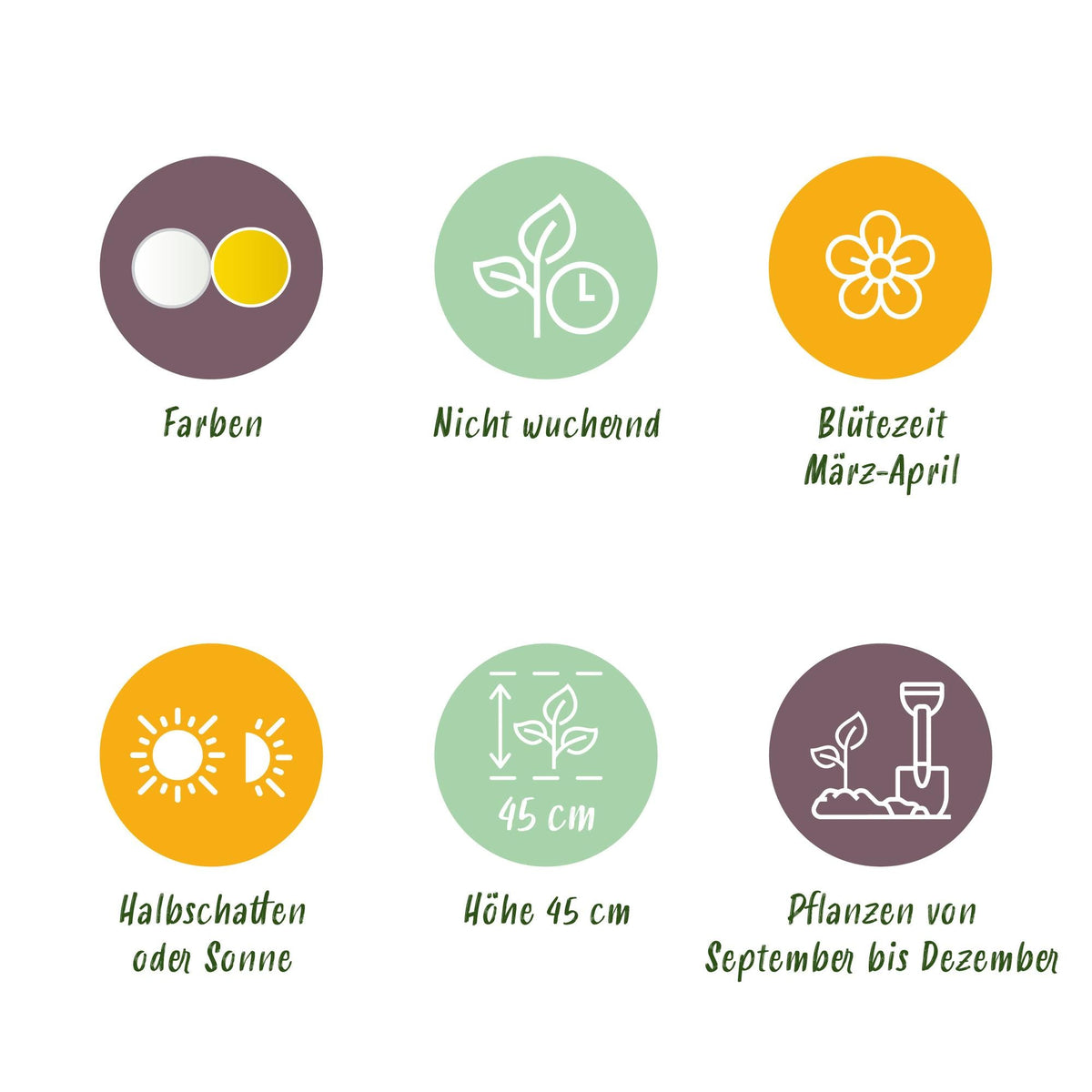 GreenboutiQ - Blumenzwiebeln - Narcis Double Mix - Farben Gelb und Weiß - 10 Stück - Zwiebelgröße 12/14 - XXL Pack 