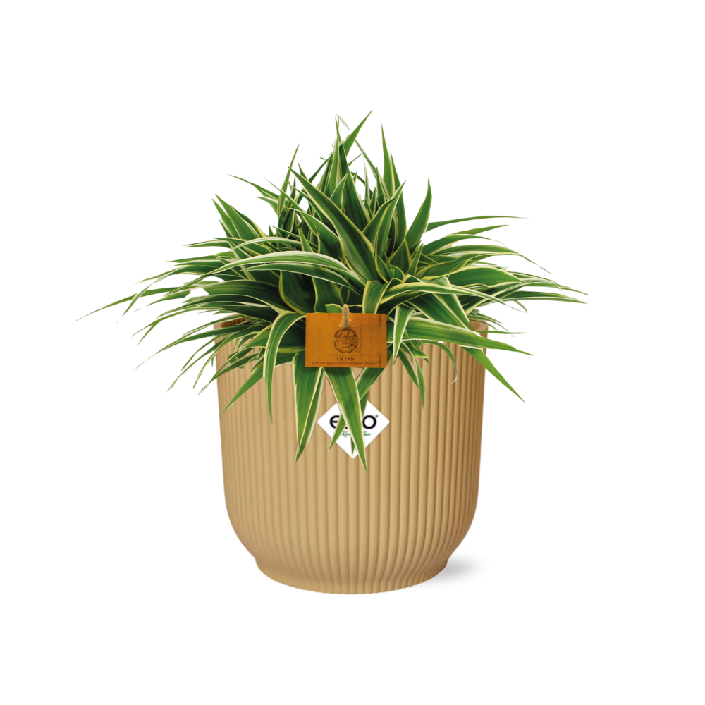 Chlorophytum Ocean 15cm in ELHO Vibes Fold 16cm round geel 