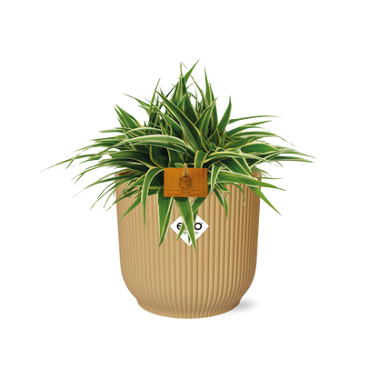 Chlorophytum Ocean 15cm in ELHO Vibes Fold 16cm round geel 