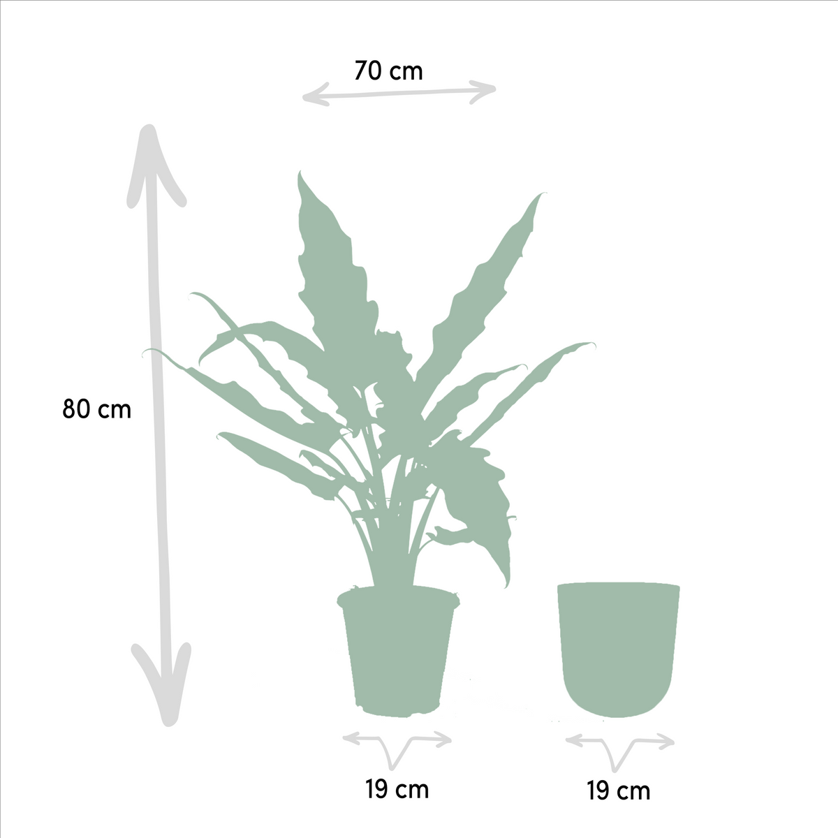Alocasia Lauterbachiana - Ø19cm - ↕80cm + Topf Mayk Gold 