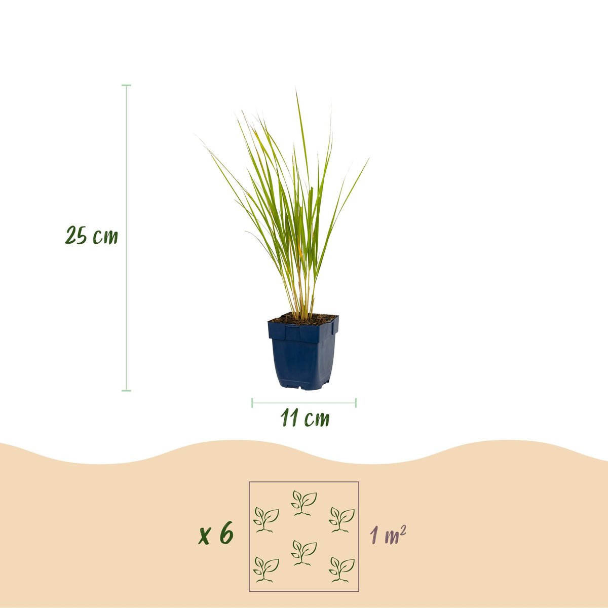 Reitgras 'Karl Foerster' – Calamagrostis 'Karl Foerster' – 6 Pflanzen – Topf Ø11cm – Ansicht 3