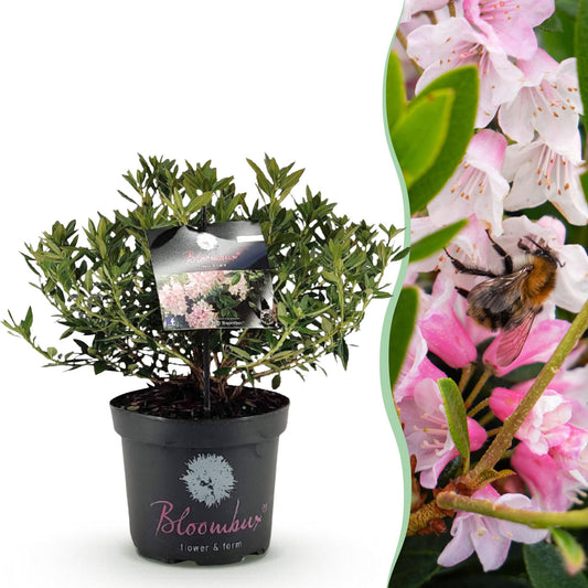 Green boutiQ - Zwerg-Rhododendron - Rhododendron Bloombux Light Pink - Blühende Buxus - Wenig Pflege - Hellrosa Blüte - 1 Pflanze - Topf 23cm - Höhe 45-55cm 