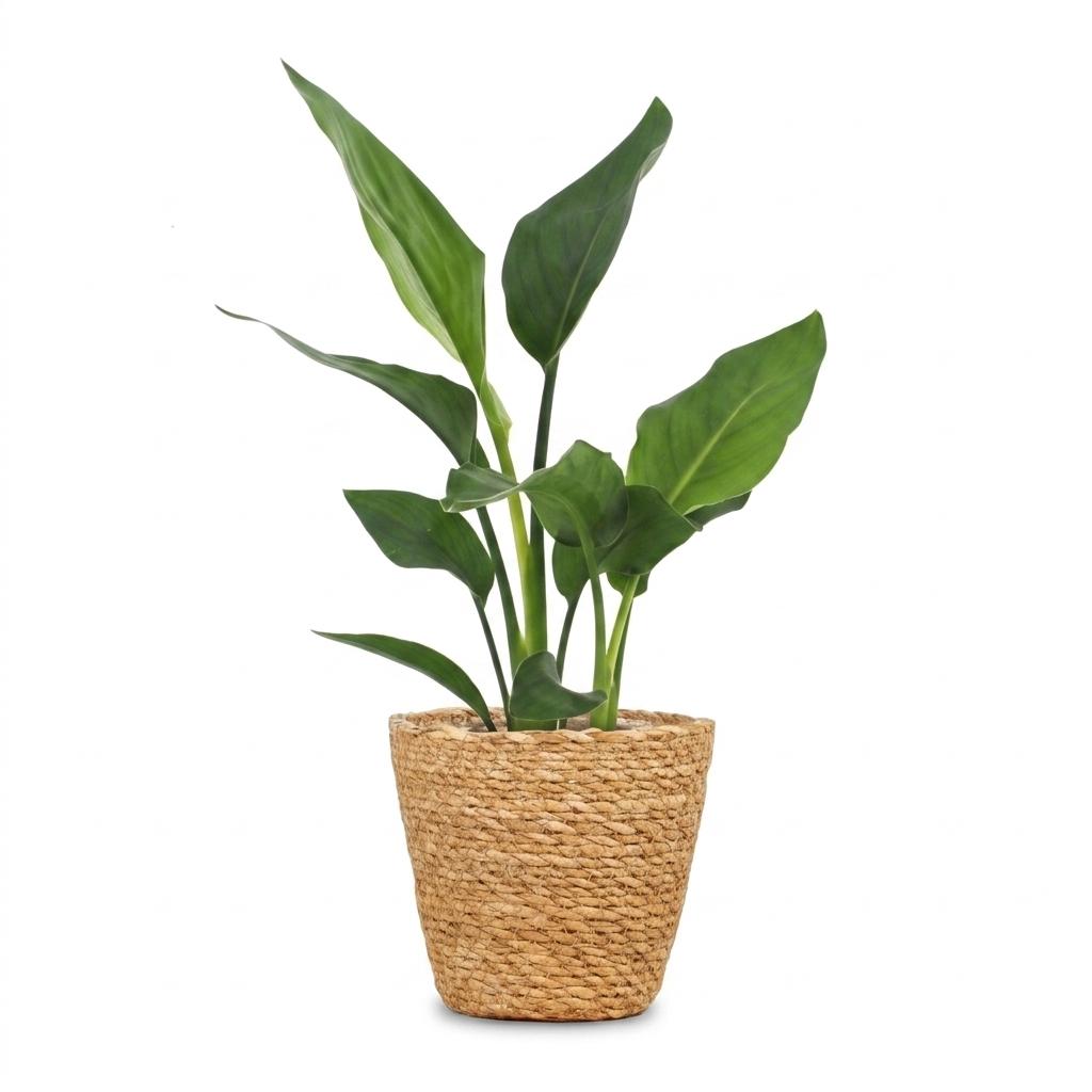 Paradiesvogelblume – Strelitzia reginae – Topf Ø12cm – Höhe 35cm – mit Seegraskorb – Dekorative Zimmerpflanze – Ansicht 2