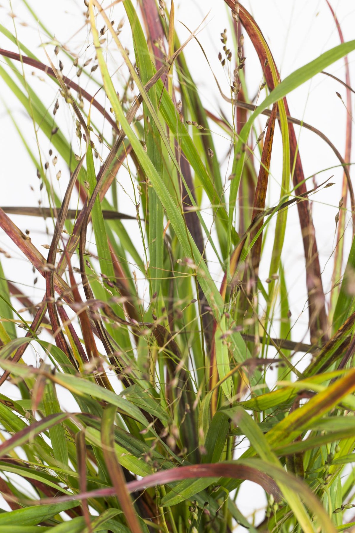Garten-Rutenhirse - Panicum virgatum Cheyenne Sky - Ø23cm - ↕60cm - Ø19 - ↨50cm 