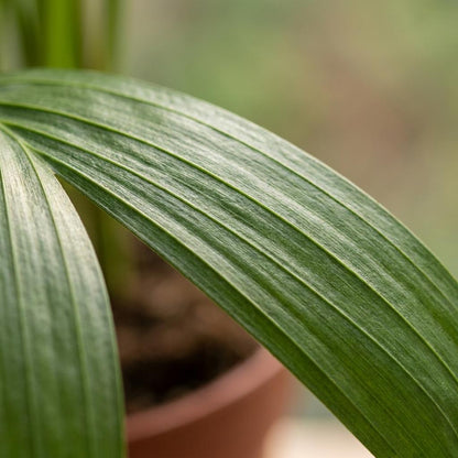 Areca-Palme – Goldfruchtpalme – Dypsis lutescens – Topf Ø12cm – Höhe 45cm – mit grauem Dekotopf – Ansicht 4