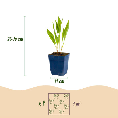 Staudenset – 6 bienen- & schmetterlingsfreundliche Pflanzen – für 1 m² – Verschiedene Blütenfarben – Wenig Pflege – Ø11cm – Mehrjährige Gartenstauden