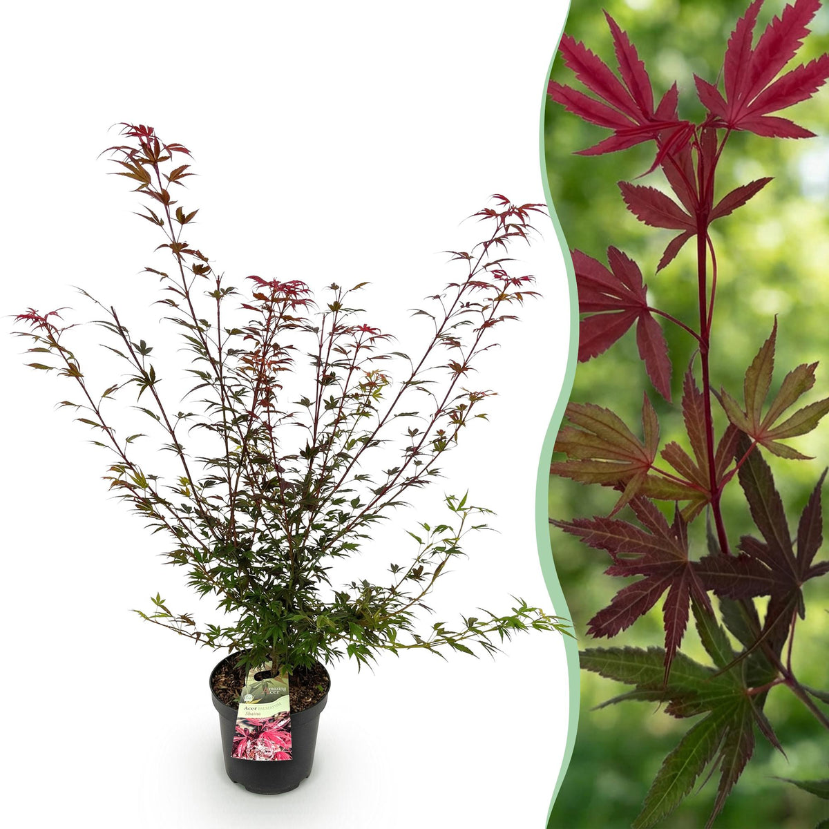 Japanischer Ahorn 'Shaina' – Acer palmatum 'Shaina' – Topf Ø26cm – Höhe 90cm