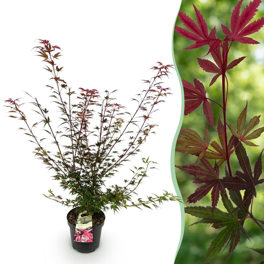 Japanischer Ahorn 'Shaina' – Acer palmatum 'Shaina' – Topf Ø26cm – Höhe 90cm