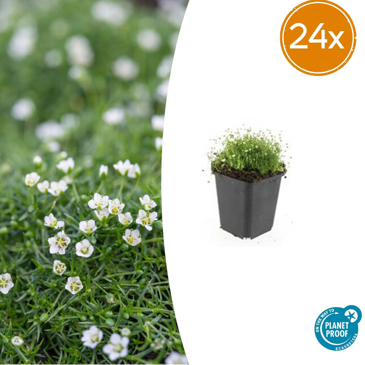 Sagina subulata Irisches Moos – Bodendecker Set Ø9cm – Immergrün & trittfest – Ansicht 15