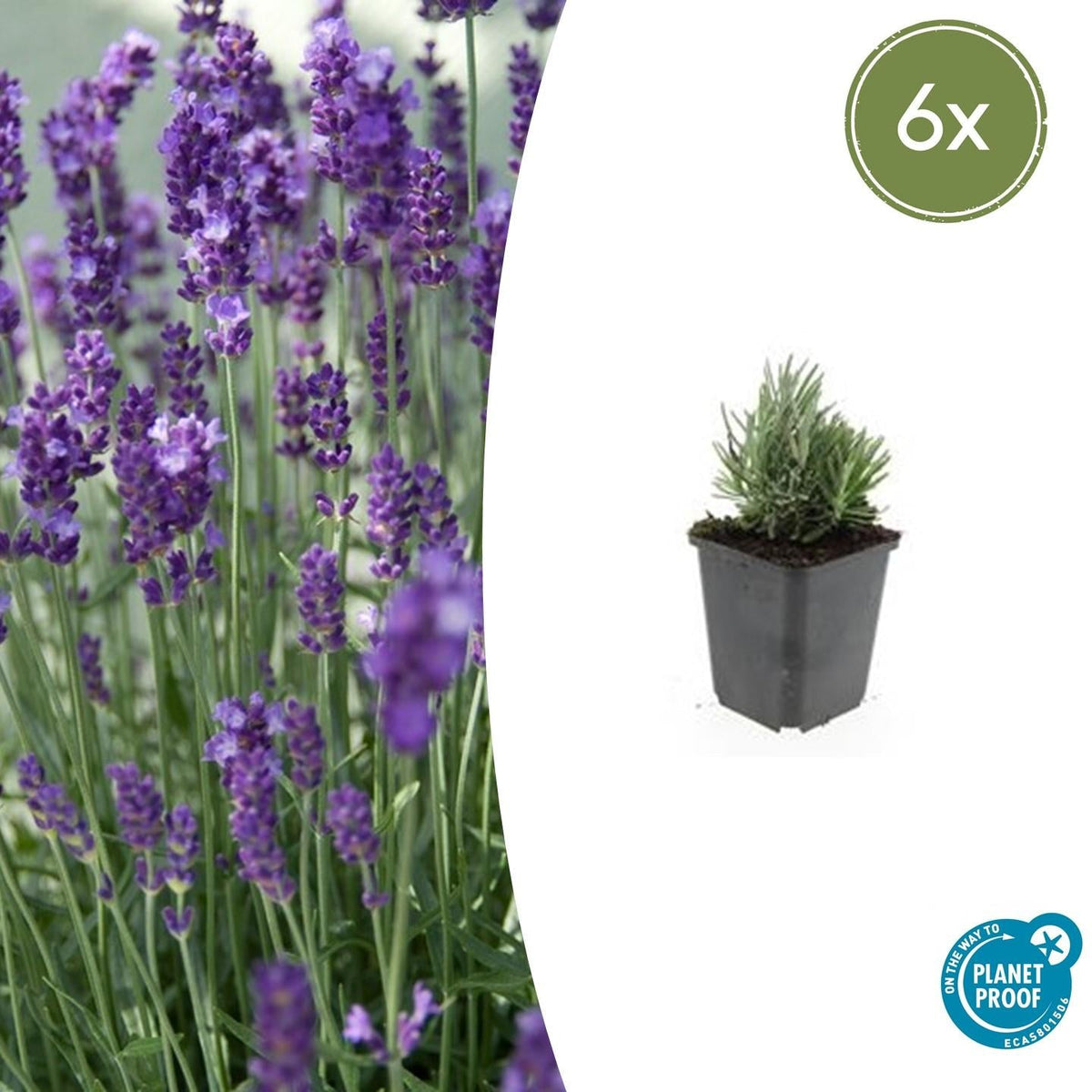 Lavendel Lavandula angustifolia 'Dwarf Blue' – ↕10-25cm – Ø9cm – 6 Pflanzen – Zwerglavendel, Duftend, Silbergrünes Laub, Bienenfreundlich, Winterhart 