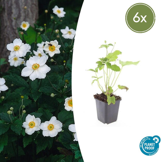 Japan-Herbst-Anemone Anemone hyb. 'Honorine Jobert' – ↕10-25cm – Ø9cm – 6 Pflanzen – Herbstblüher – Pflegeleicht – Sonne & Halbschatten 