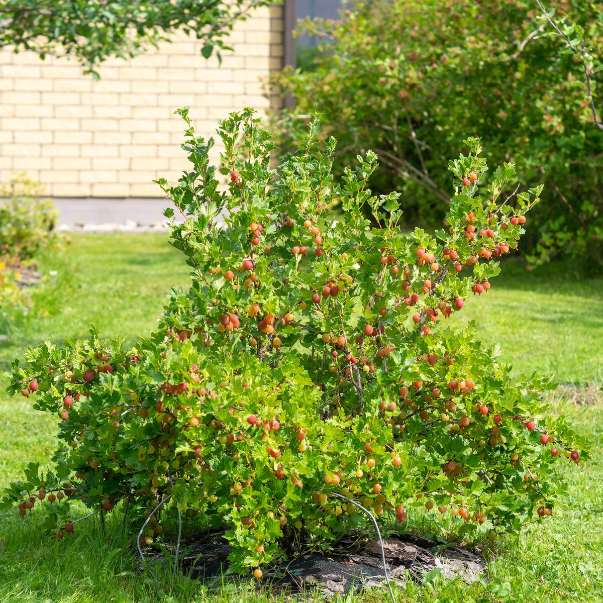 Stachelbeere - Ribes uva-crispa Hinnomäki Rot - Obstpflanze - Rote Beere - 2 Pflanzen - Topf 11cm Höhe 40cm 