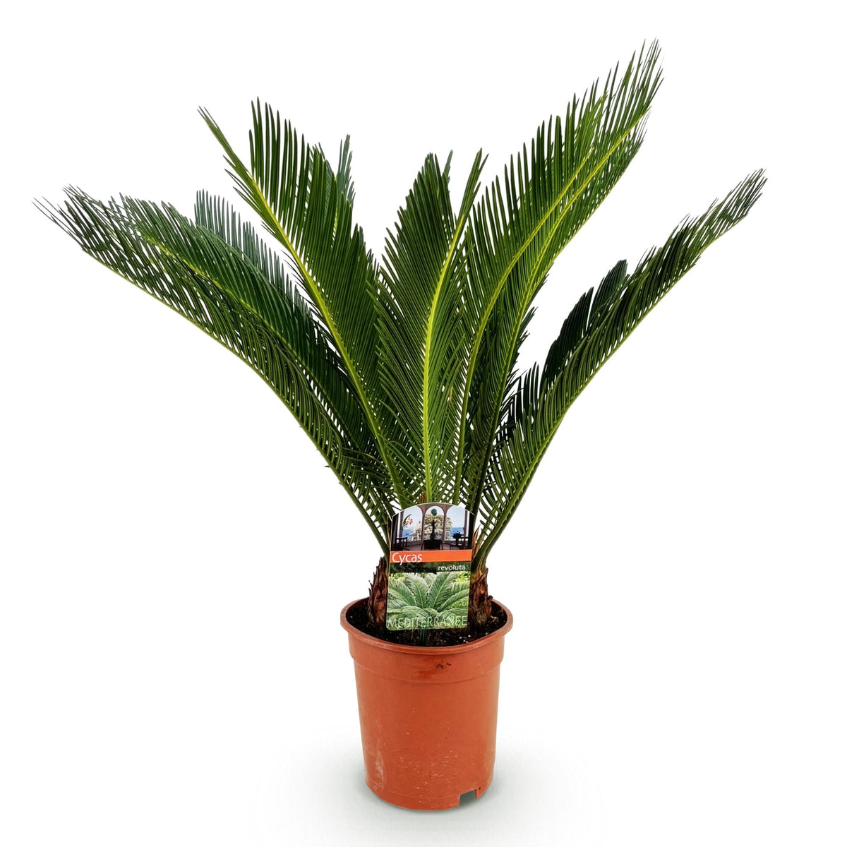 Cycas Revoluta – Palmfarn – 70cm – 17cm – Pflegeleichte Zimmerpflanze mit fiederförmigen Blättern – Robuste Sago-Palme für elegante Innenräume 