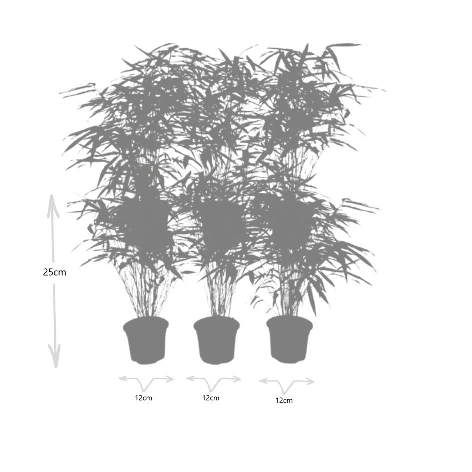 Fargesia Rufa – Nicht-Ausbreitender Bambus – Ø7cm – ↕15cm – 6 Pflanzen – Winterhart & Pflegeleicht – Für Hecken, Garten & Terrasse 