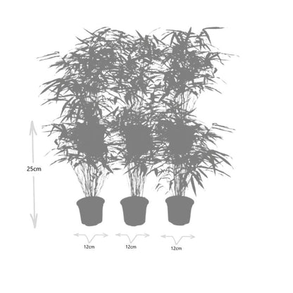 Fargesia Rufa – Nicht-Ausbreitender Bambus – Ø7cm – ↕15cm – 6 Pflanzen – Winterhart & Pflegeleicht – Für Hecken, Garten & Terrasse 