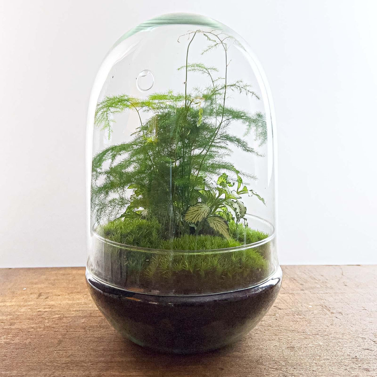 Flaschengarten Egg XL – DIY Bausatz Terrarium – ↕30cm – Do-It-Yourself Pflanzen-Set im Glas mit Korkdeckel – Autarkes Mini-Ökosystem – Inkl. Fittonia, Spargel & Moos – Für Wohnung & Büro 