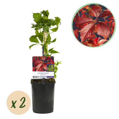 Selbstklimmender Mauerwein Parthenocissus Engelmannii – Kletterpflanze mit grünen & roten Blättern – 2 Pflanzen – 11 cm x H40 cm – Pflegeleicht 
